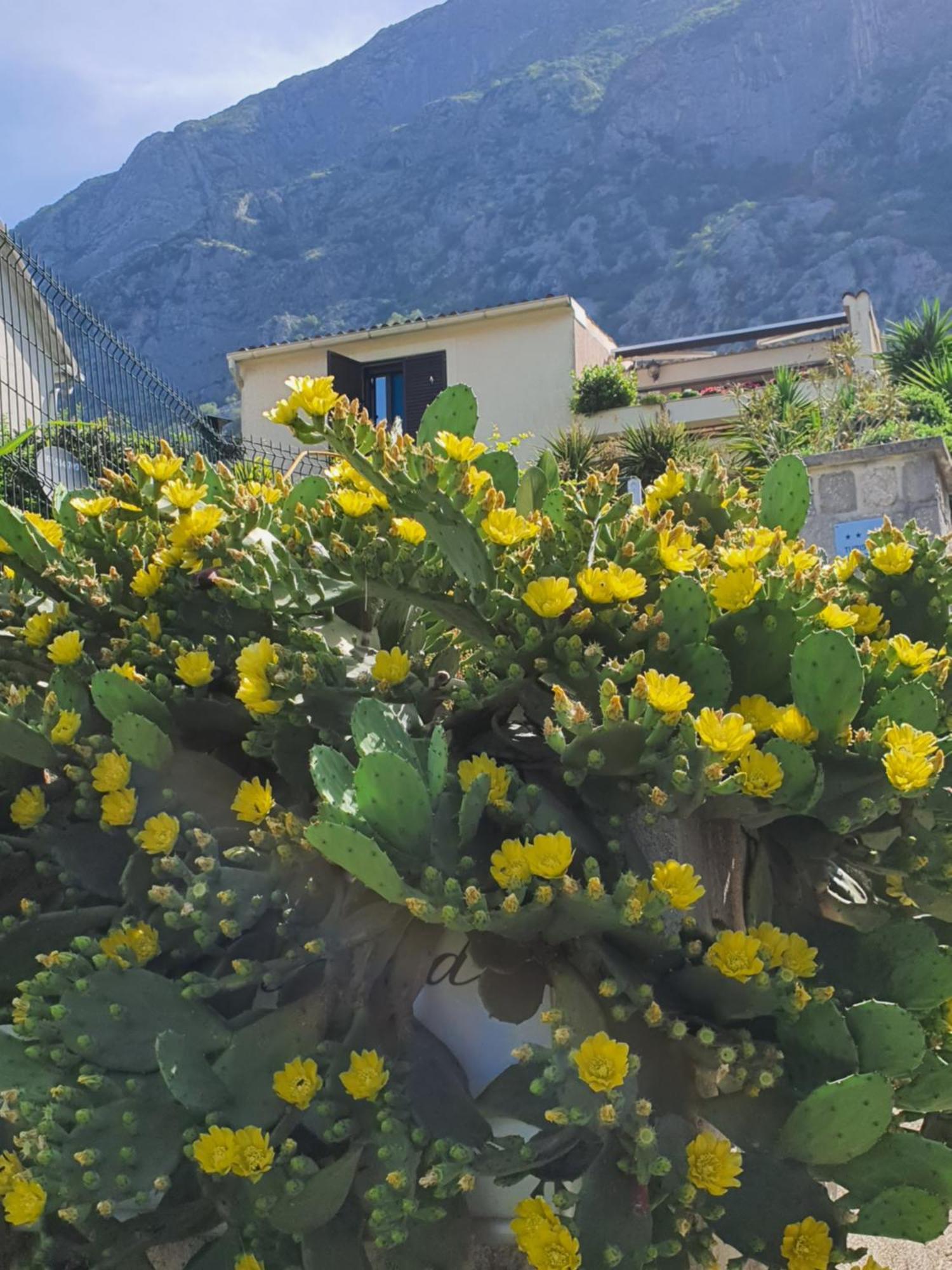 La Grande Apartments Kotor Buitenkant foto