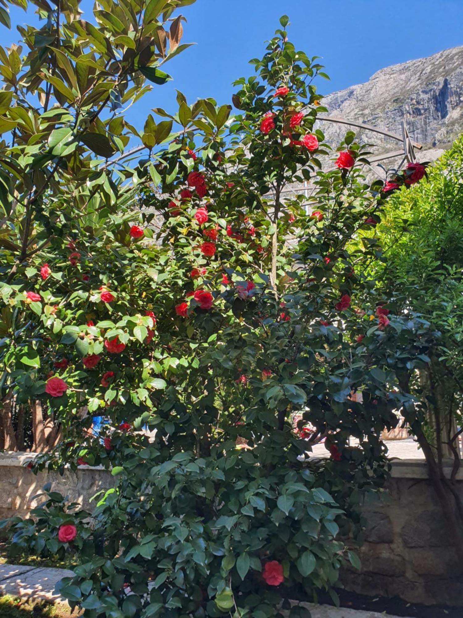 La Grande Apartments Kotor Buitenkant foto